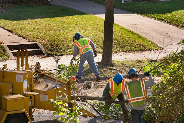 Landscape Design and Installation in Silver Spring, MD